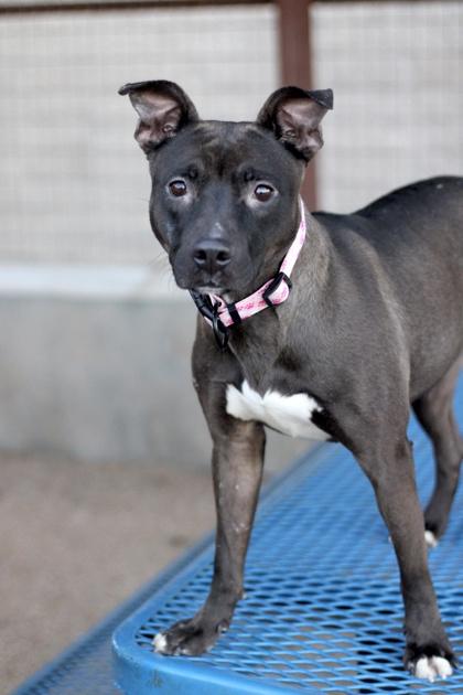 Enlarge Iris, a Adoptable mixed breed in Fort Worth, TX image 3/5