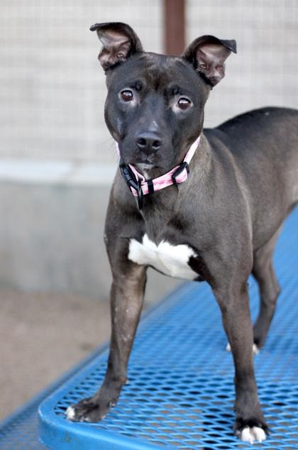 Enlarge Iris, a Adoptable mixed breed in Fort Worth, TX image 5/5