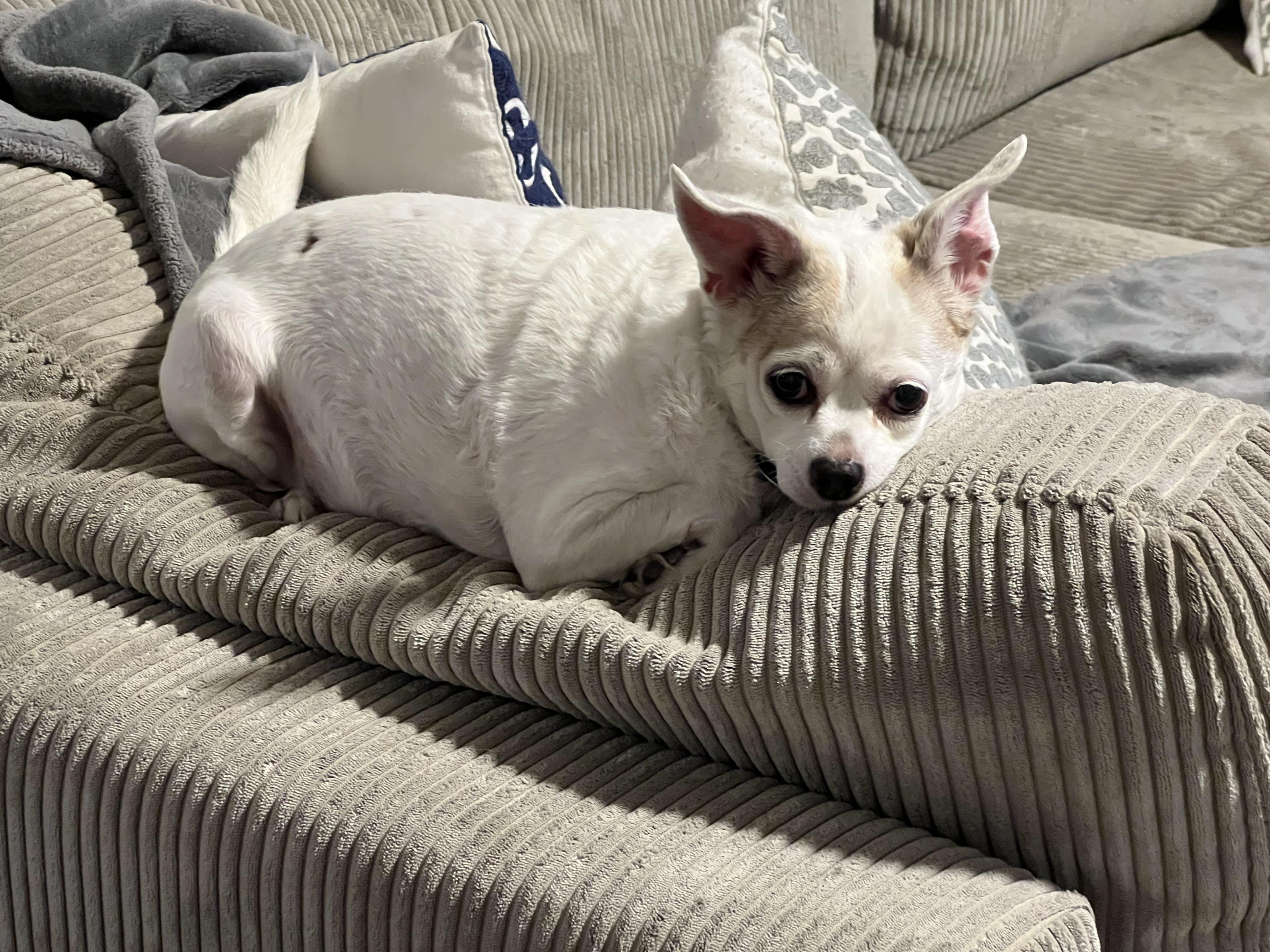 Ziggy, Adoptable, Senior Female Chihuahua.