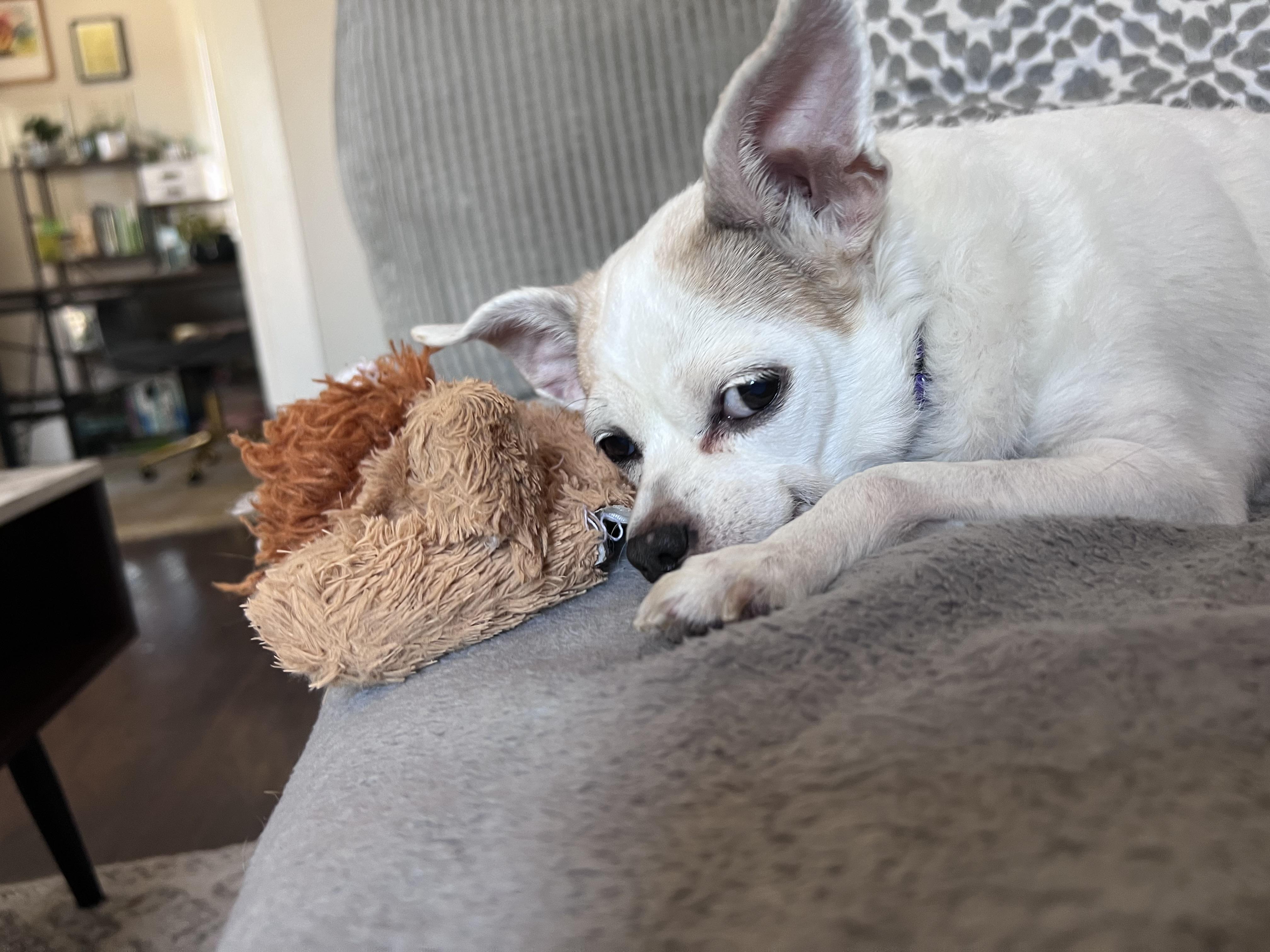 Enlarge Ziggy, a Adoptable Chihuahua in Denver, CO image 4/5