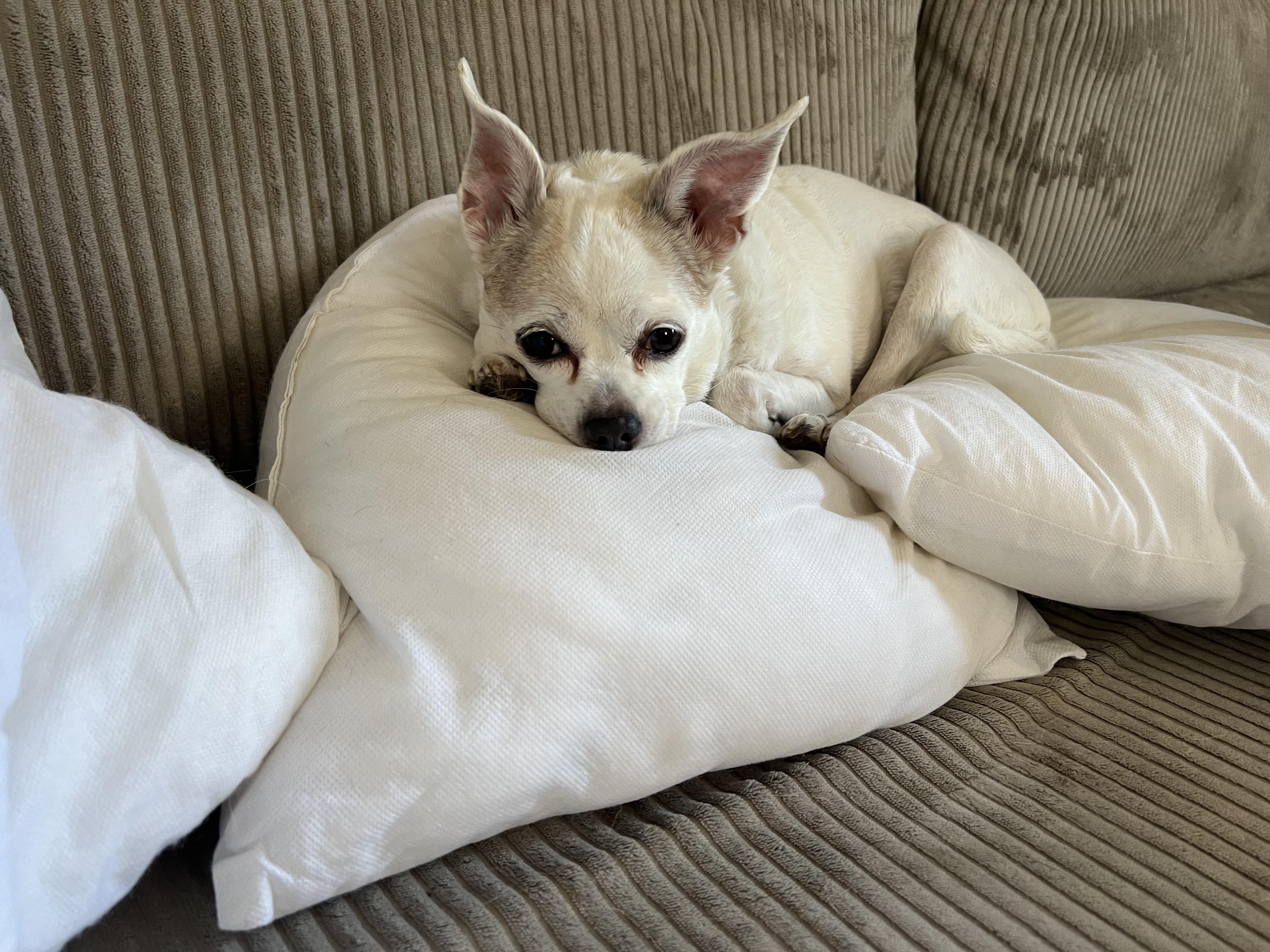 Enlarge Ziggy, a Adoptable Chihuahua in Denver, CO image 2/5