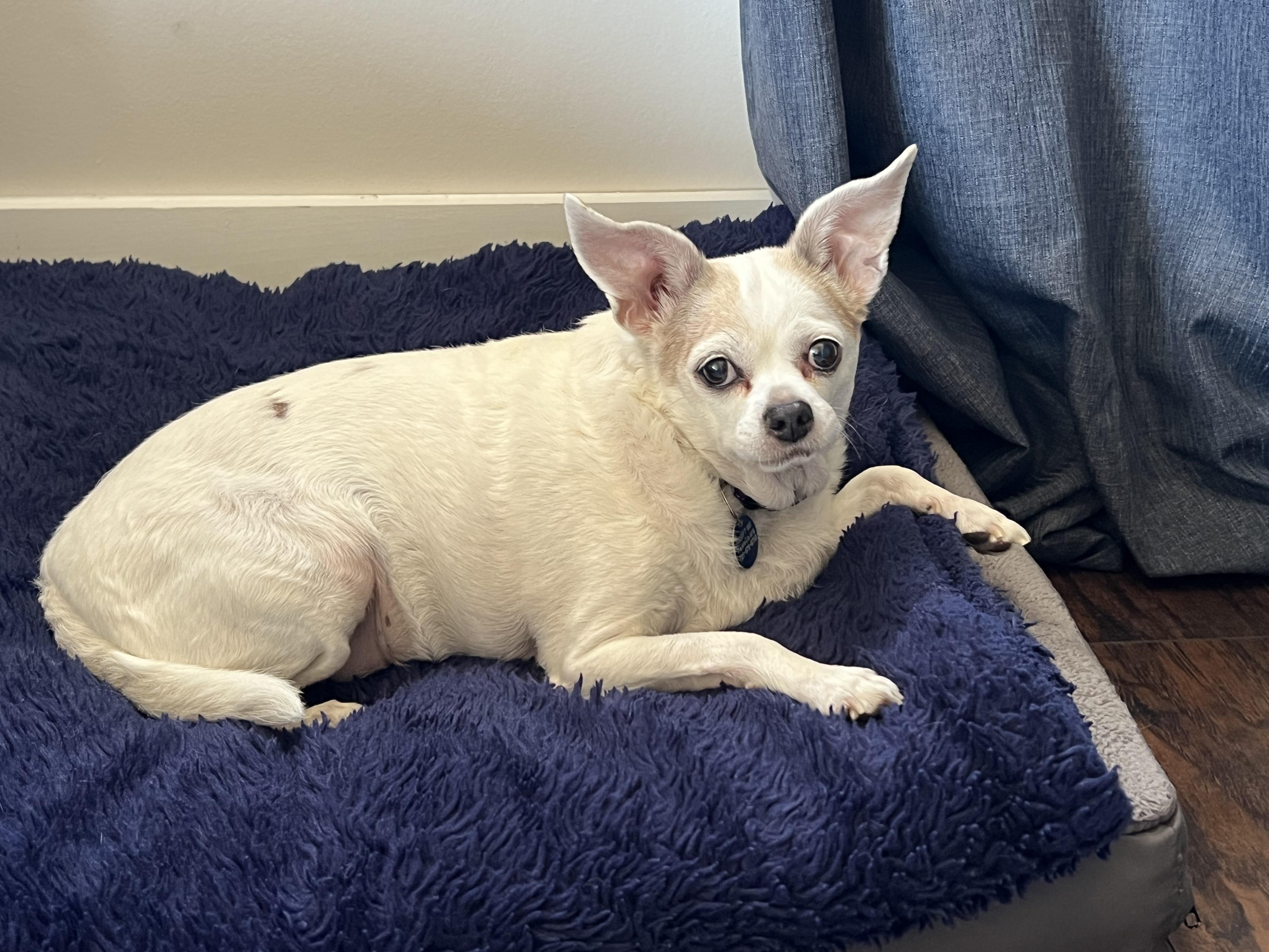 Enlarge Ziggy, a Adoptable Chihuahua in Denver, CO image 3/5