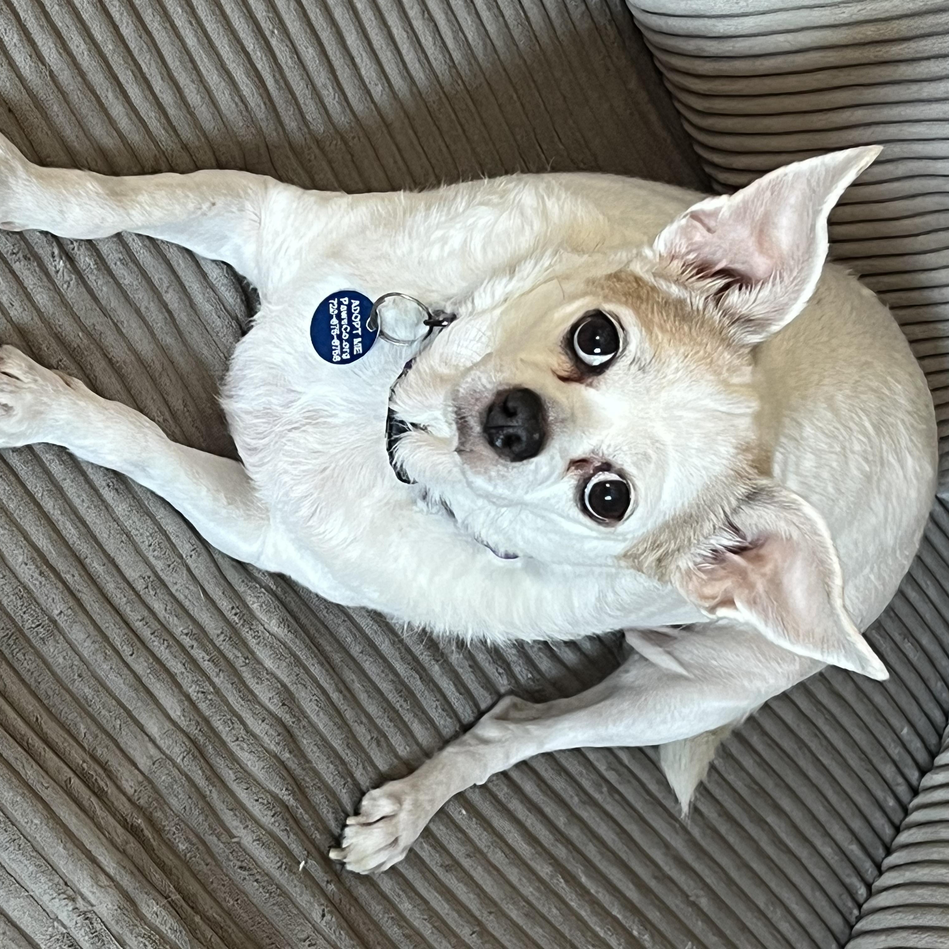 Enlarge Ziggy, a Adoptable Chihuahua in Denver, CO image 5/5