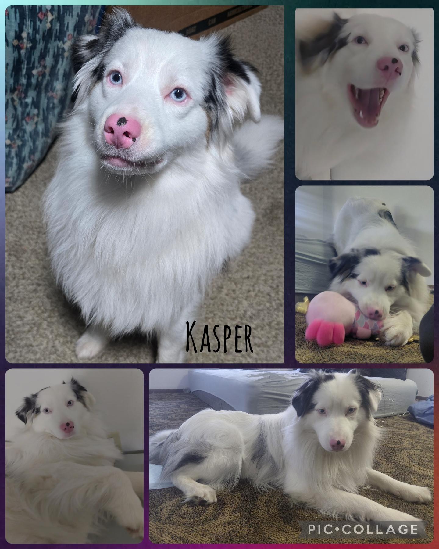 Kasper, Adoptable, Adult Male Australian Shepherd.