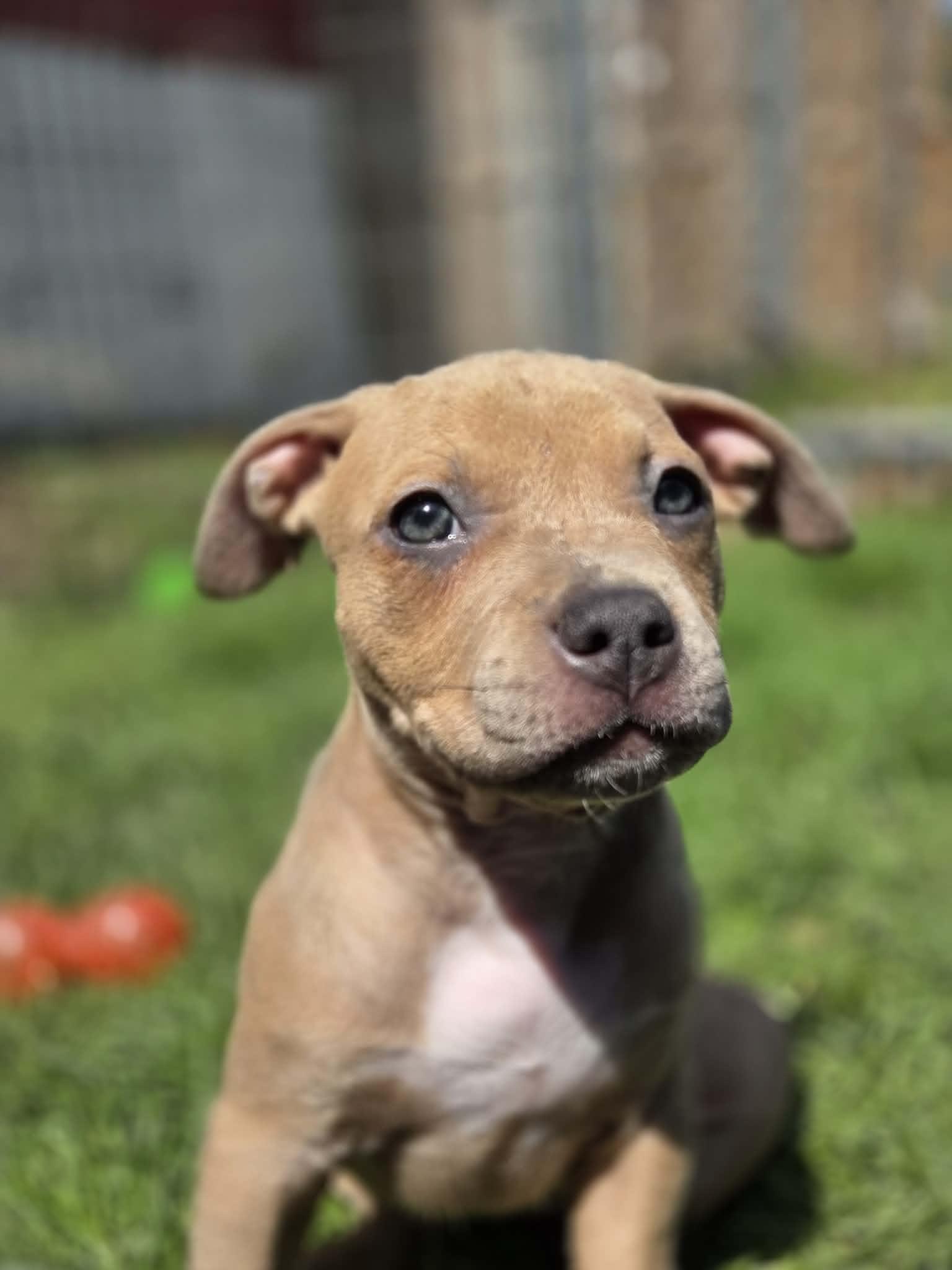 Enlarge Etta James, a ADOPTABLE mixed breed in Appin, ON image 6/6