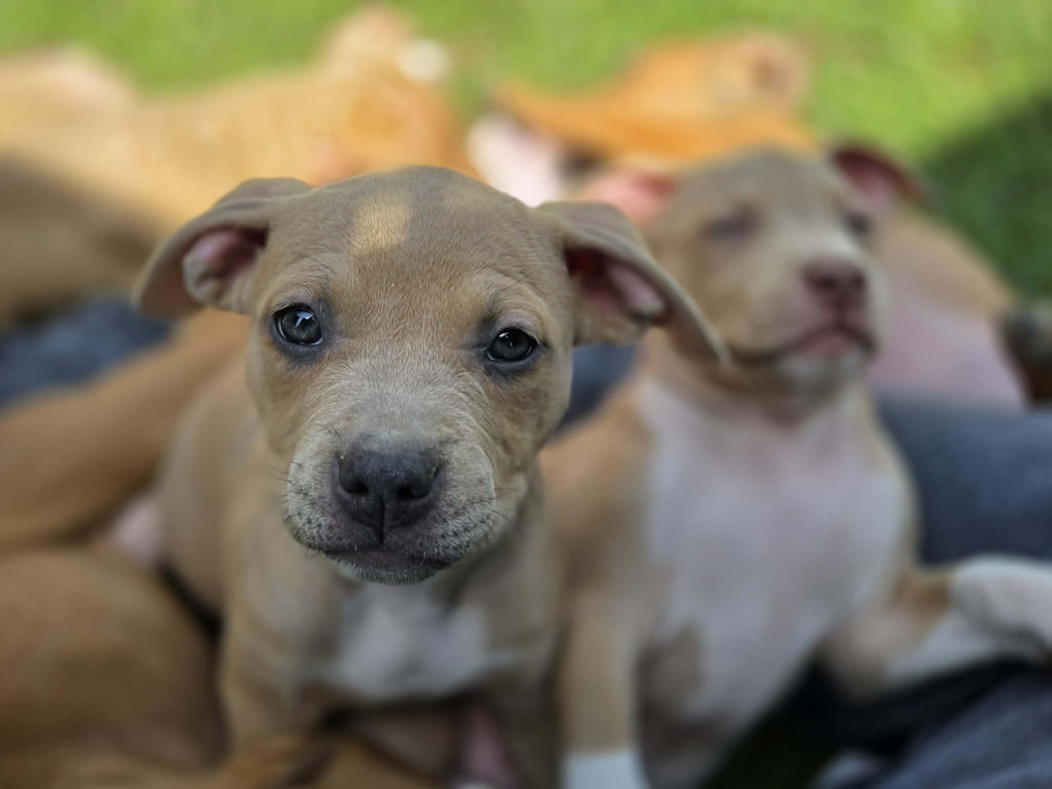 Enlarge Etta James, a ADOPTABLE mixed breed in Appin, ON image 3/6