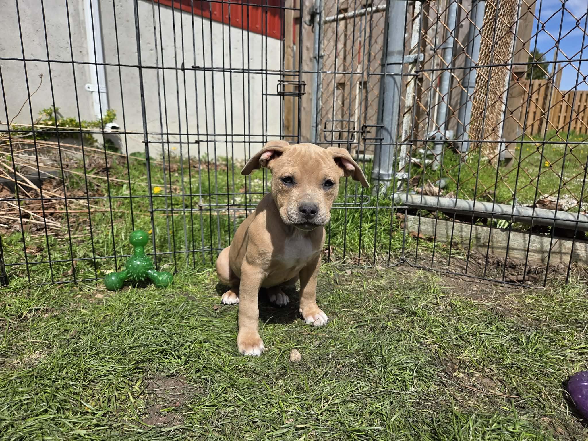 Enlarge Etta James, a ADOPTABLE mixed breed in Appin, ON image 2/6