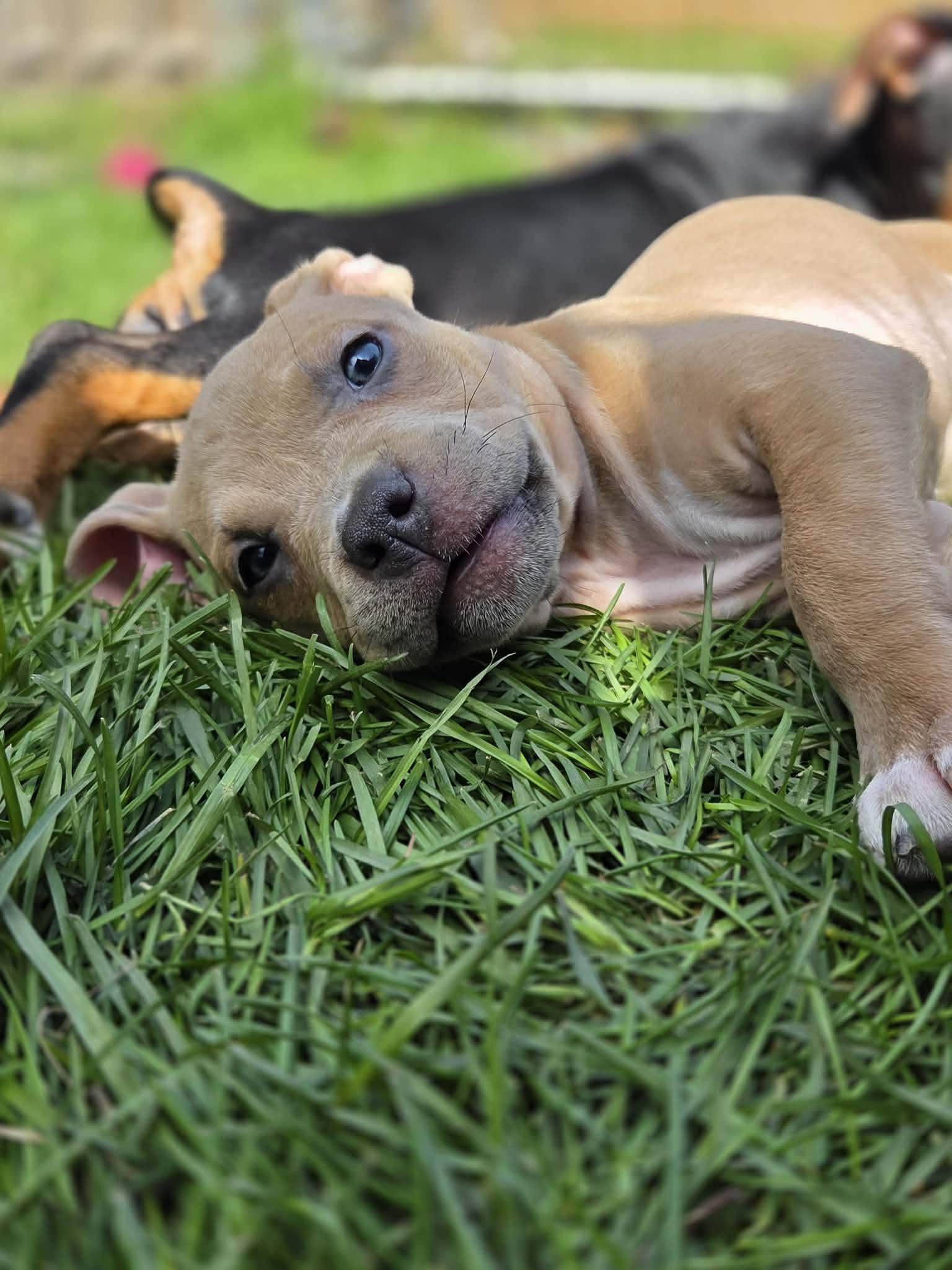 Enlarge Etta James, a ADOPTABLE mixed breed in Appin, ON image 4/6