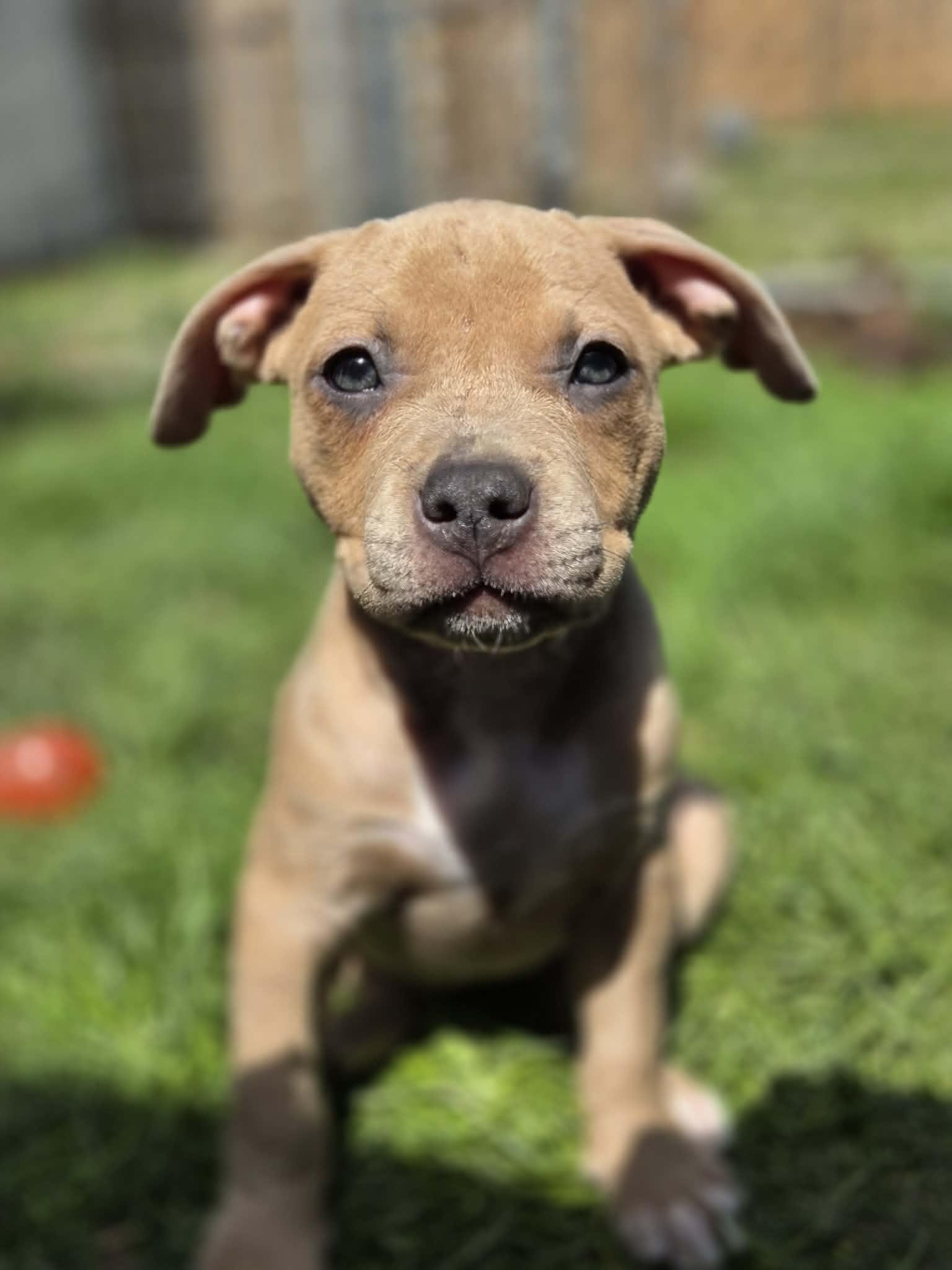 Enlarge Etta James, a ADOPTABLE mixed breed in Appin, ON image 1/6