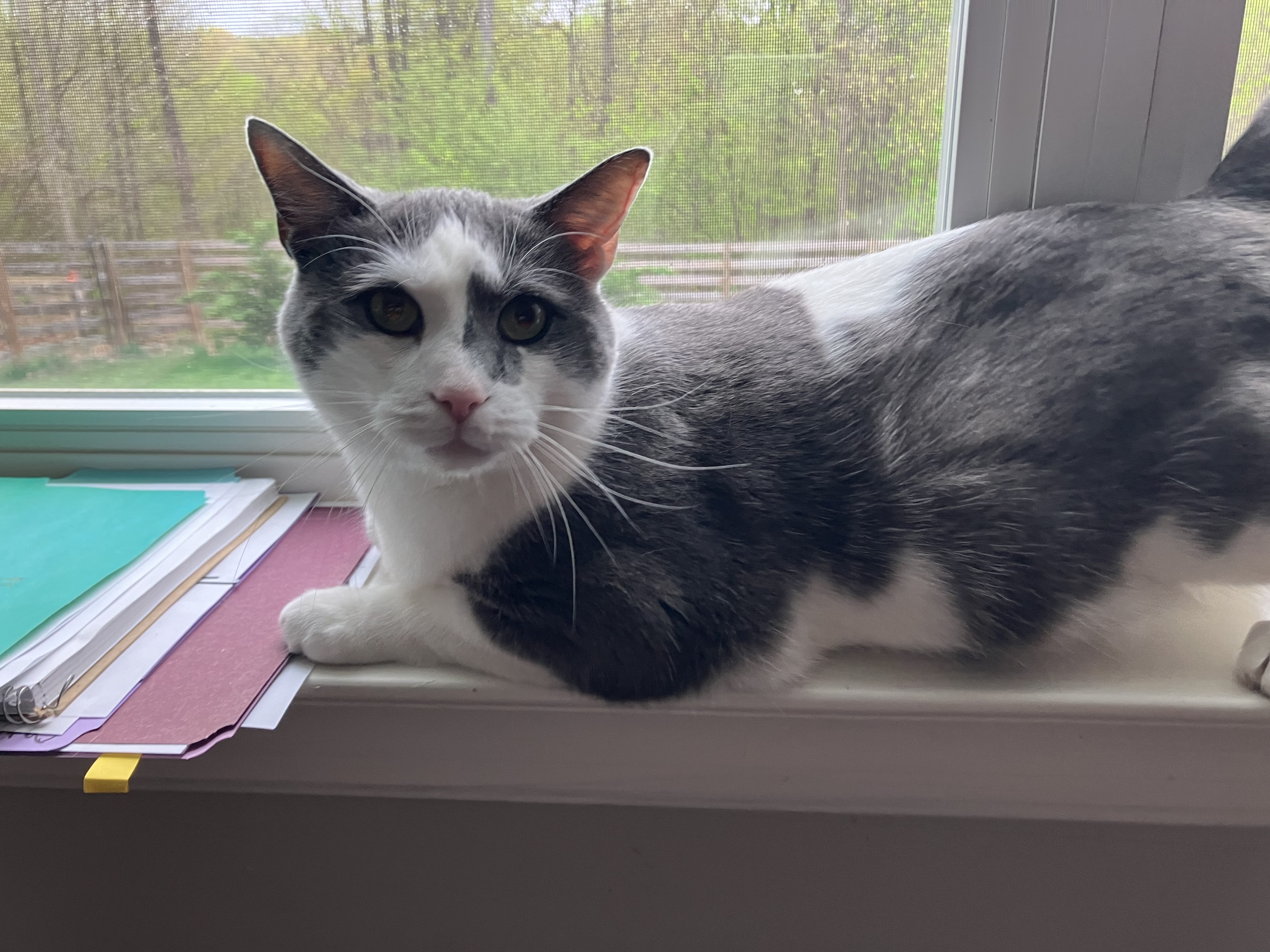 Enlarge Square, a Adopted American Shorthair in Mount Airy, MD image 1/5