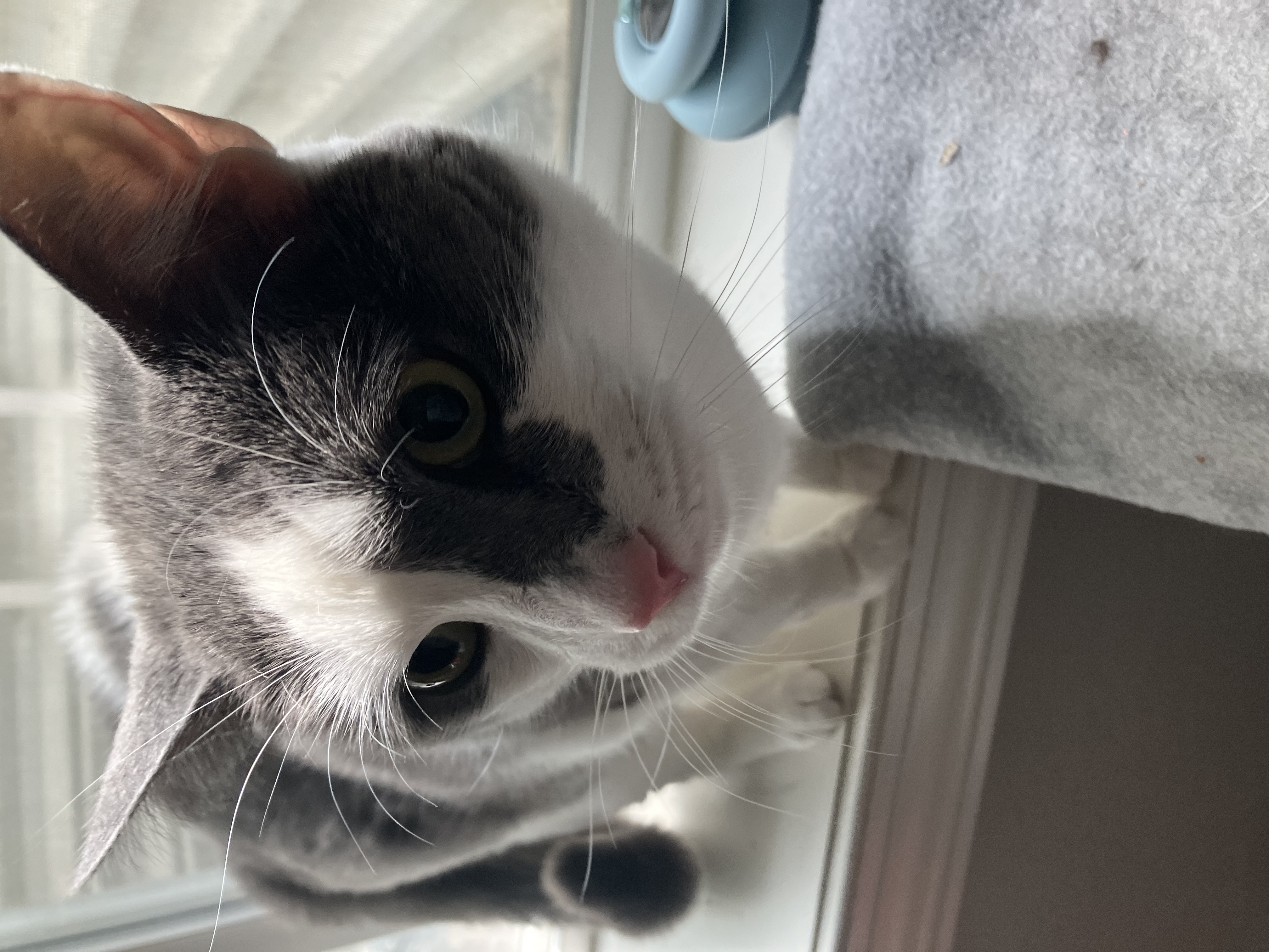 Enlarge Square, a Adopted American Shorthair in Mount Airy, MD image 2/5