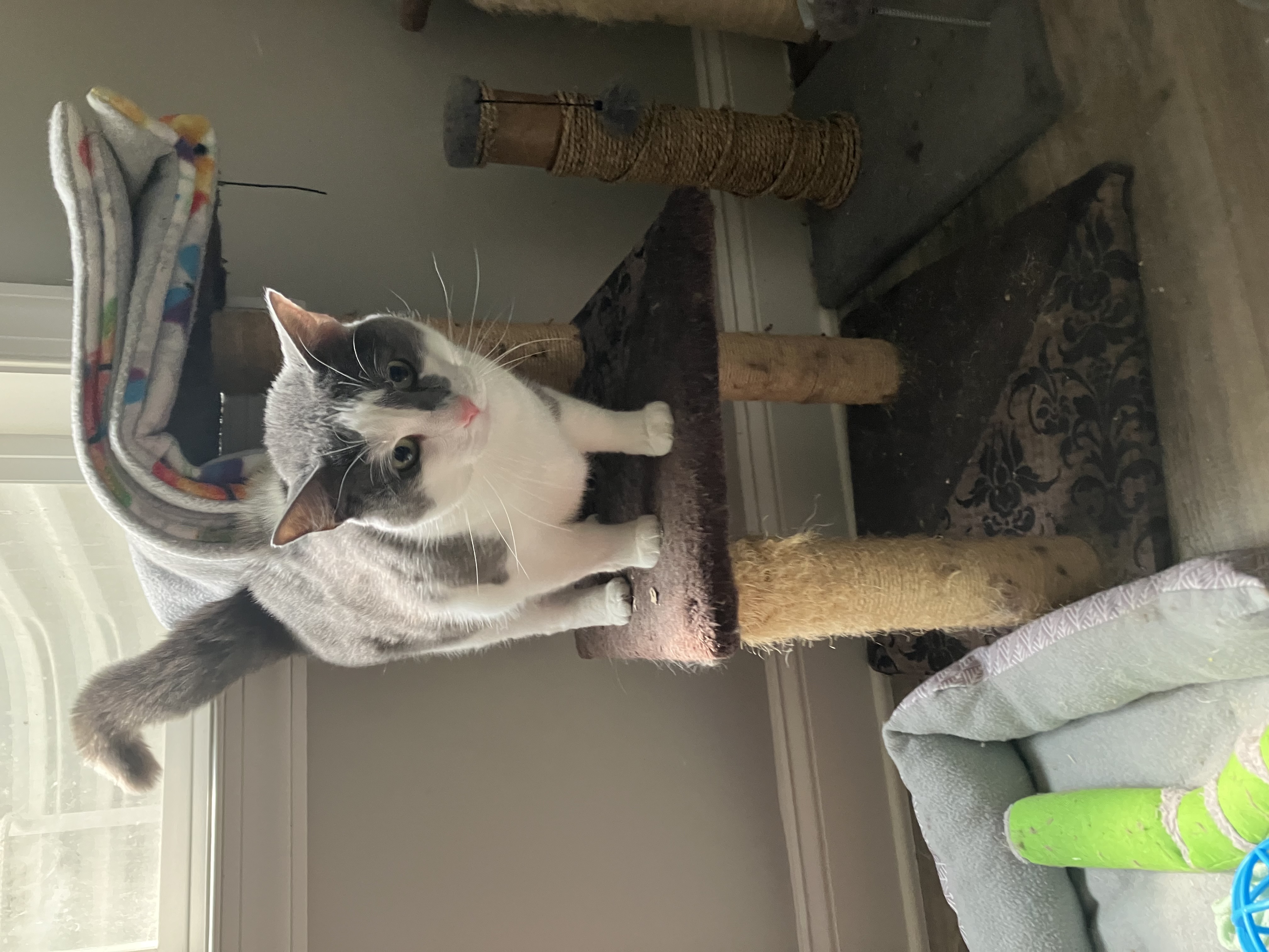 Enlarge Square, a Adopted American Shorthair in Mount Airy, MD image 3/5