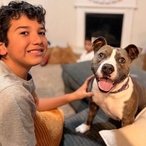 Enlarge Holly The Best Family Dog, a Adoptable mixed breed in Austin, TX image 2/6