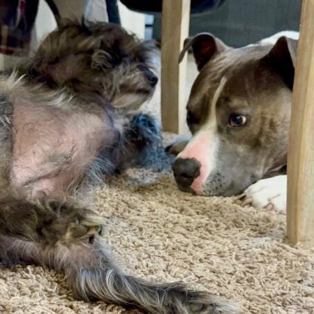 Enlarge Holly The Best Family Dog, a Adoptable mixed breed in Austin, TX image 4/6