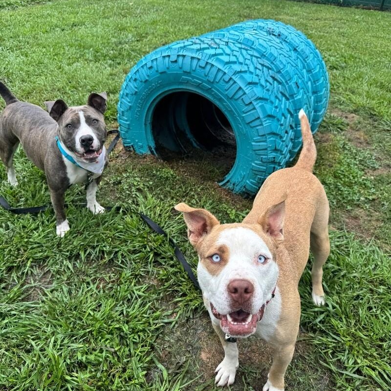 Enlarge Holly The Best Family Dog, a Adoptable mixed breed in Austin, TX image 3/6