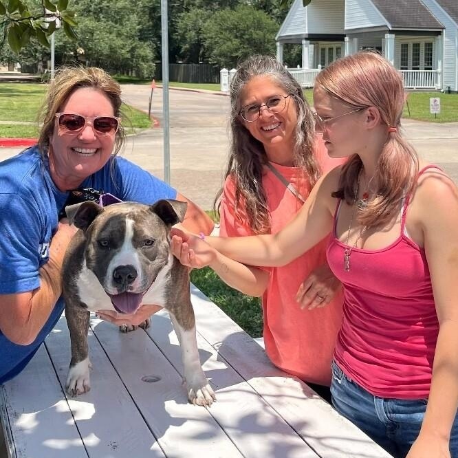 Enlarge Holly The Best Family Dog, a Adoptable mixed breed in Austin, TX image 5/6