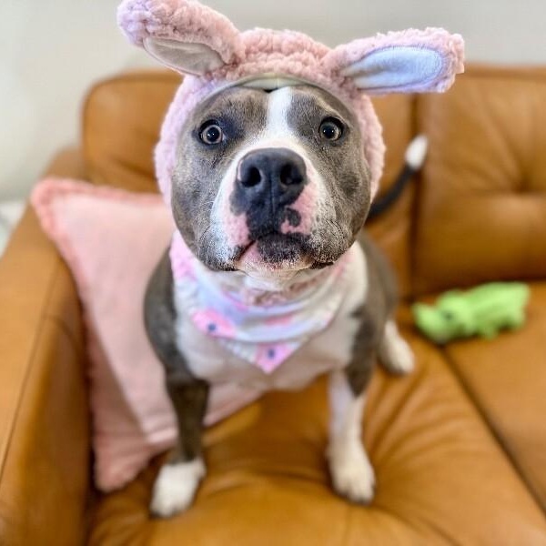 Enlarge Holly The Best Family Dog, a Adoptable mixed breed in Austin, TX image 1/6