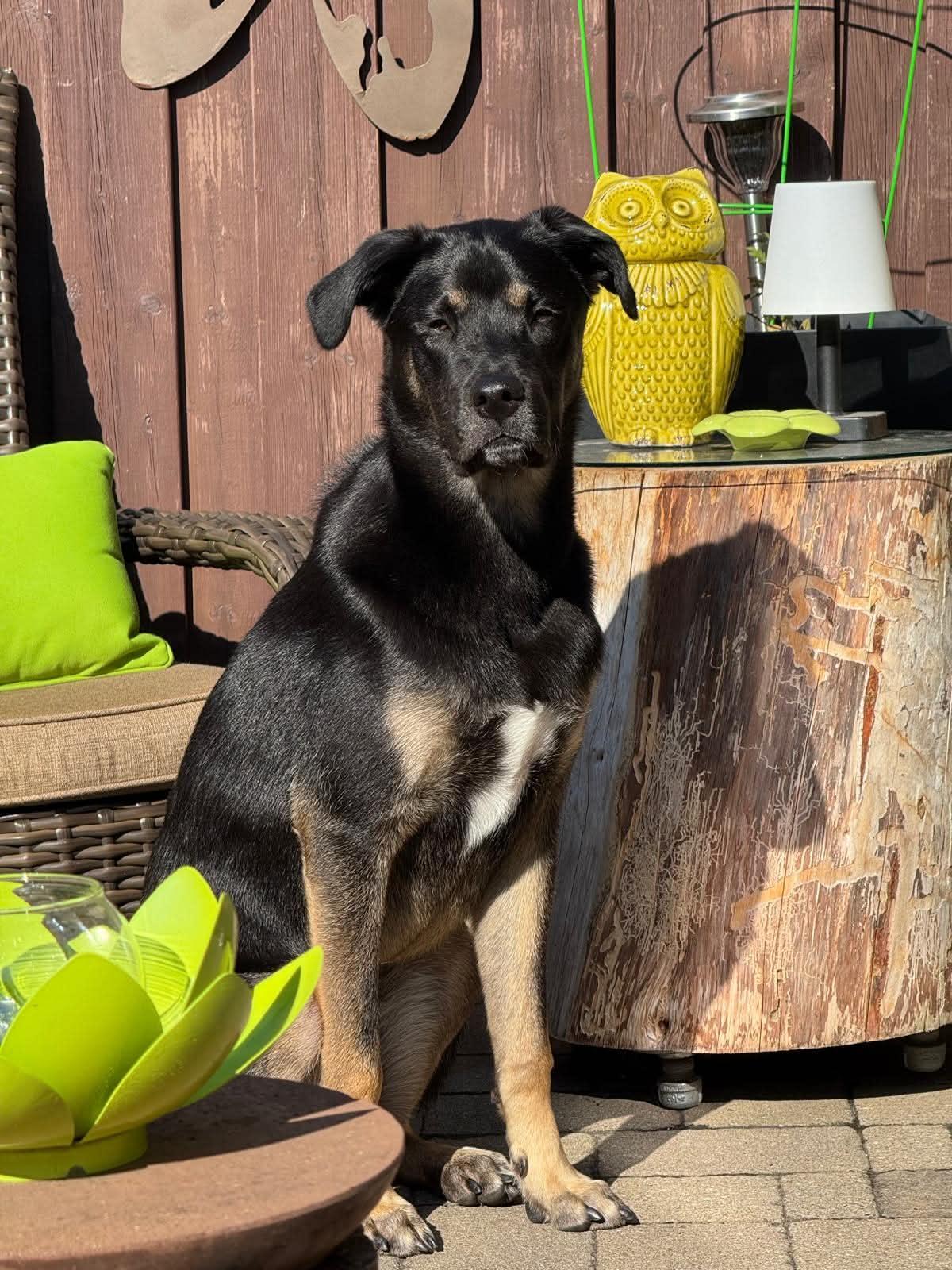 Enlarge APOLLO - 10 mths, a Adoptable mixed breed in North York, ON image 3/4