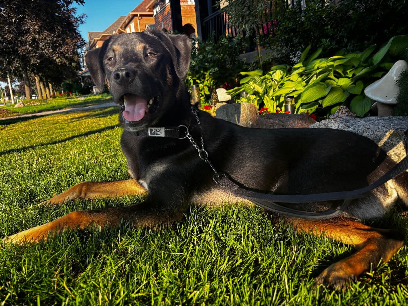 APOLLO - 10 mths, Adoptable, Young Male Rottweiler & German Shepherd Dog.