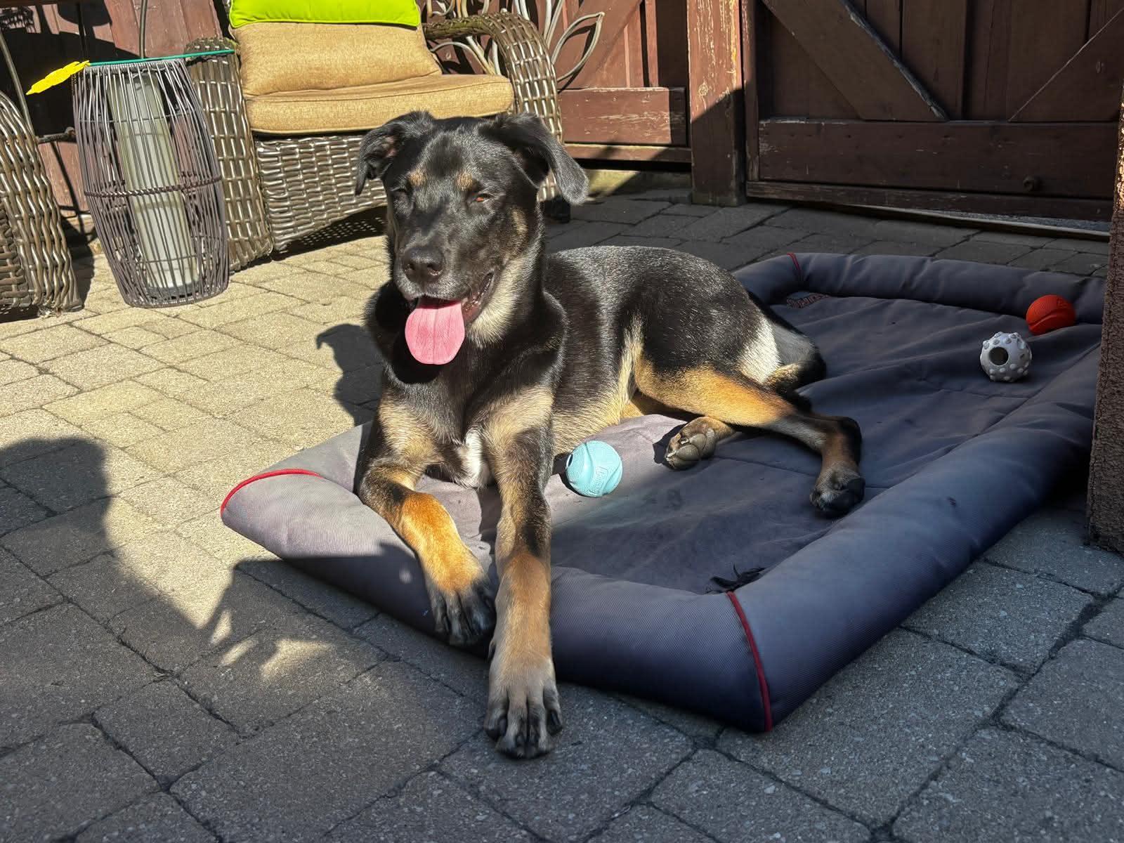 Enlarge APOLLO - 10 mths, a Adoptable mixed breed in North York, ON image 2/4