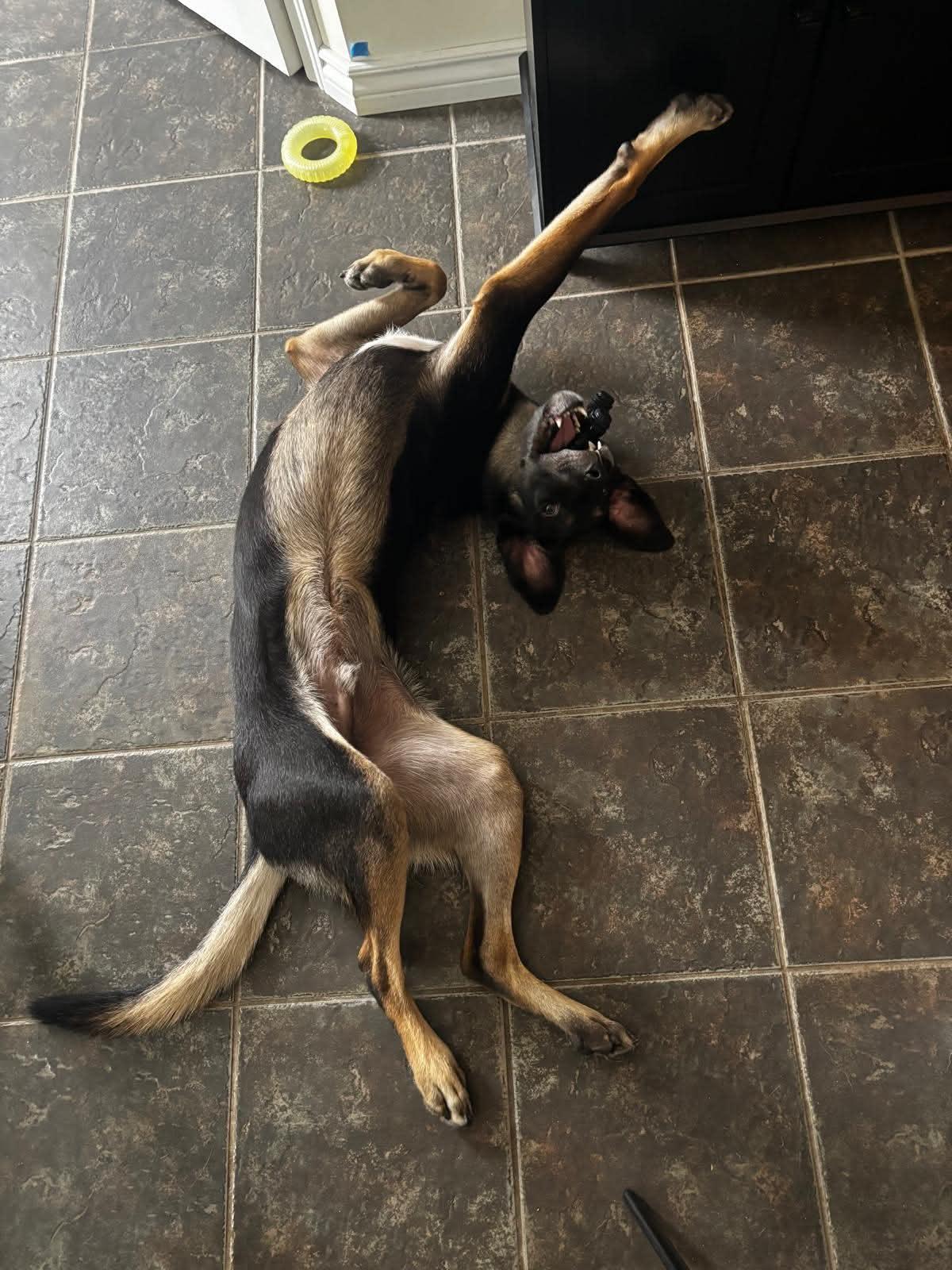 Enlarge APOLLO - 10 mths, a Adoptable mixed breed in North York, ON image 4/4
