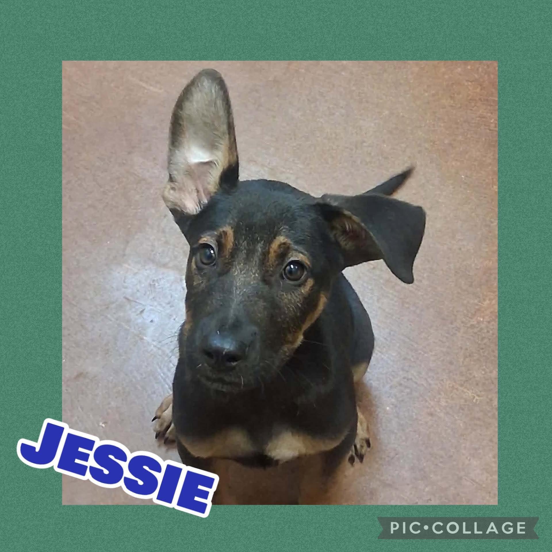 Enlarge Jessie, a Adoptable mixed breed in Ringwood, NJ image 1/1