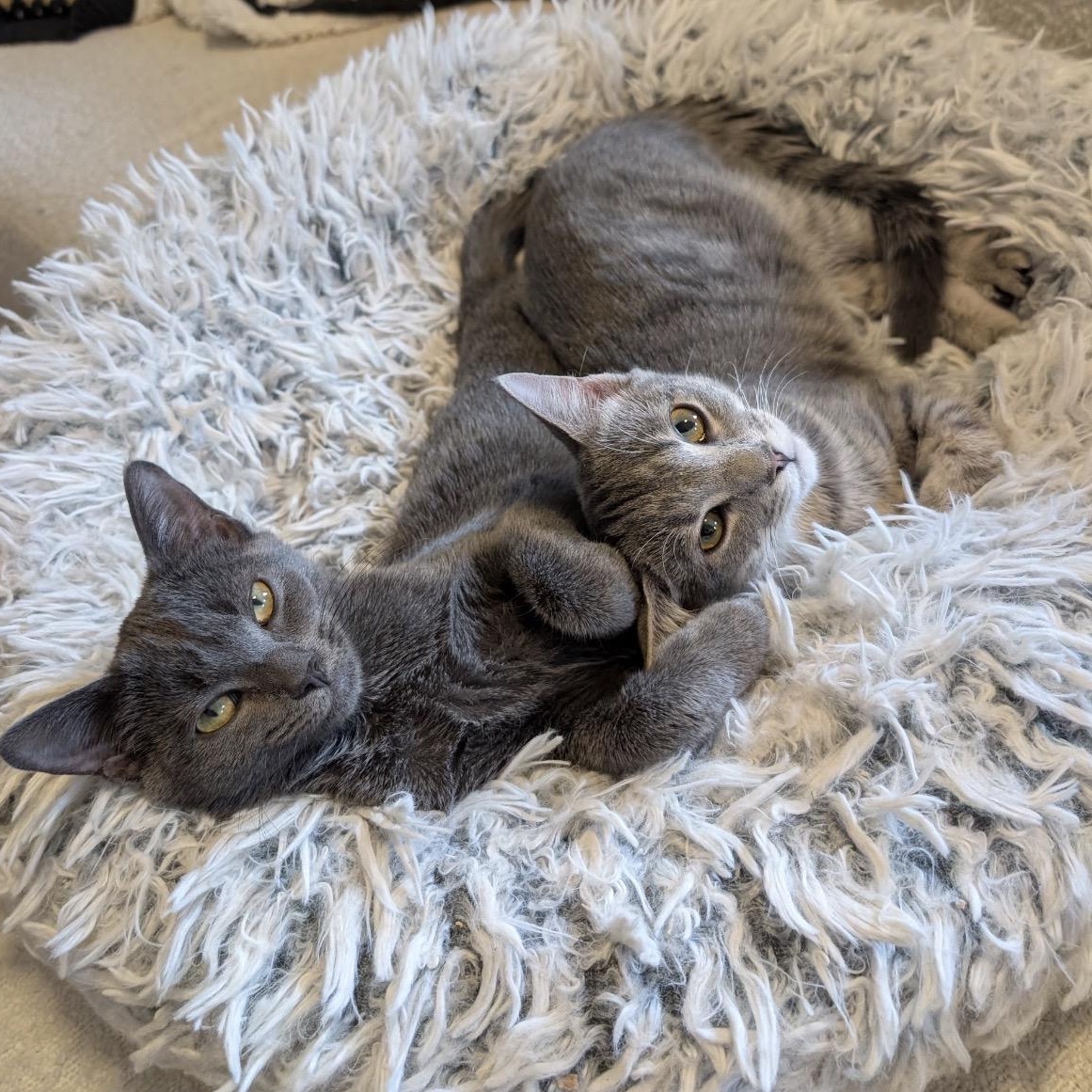 C-Note & Hundy bonded pair), Adoptable, Kitten Female Domestic Short Hair.