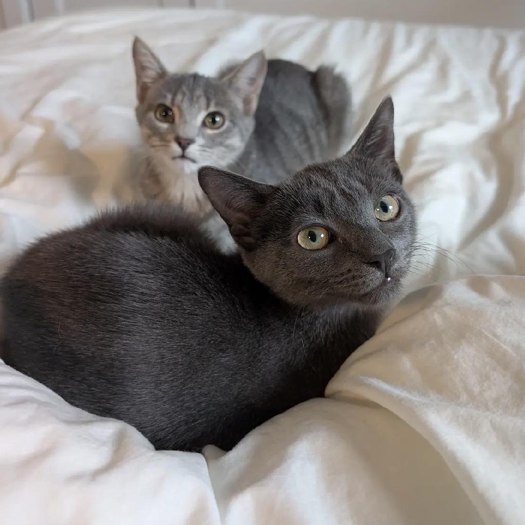 Enlarge C-Note & Hundy bonded pair), a Adoptable Domestic Short Hair in Alexandria, VA image 2/6