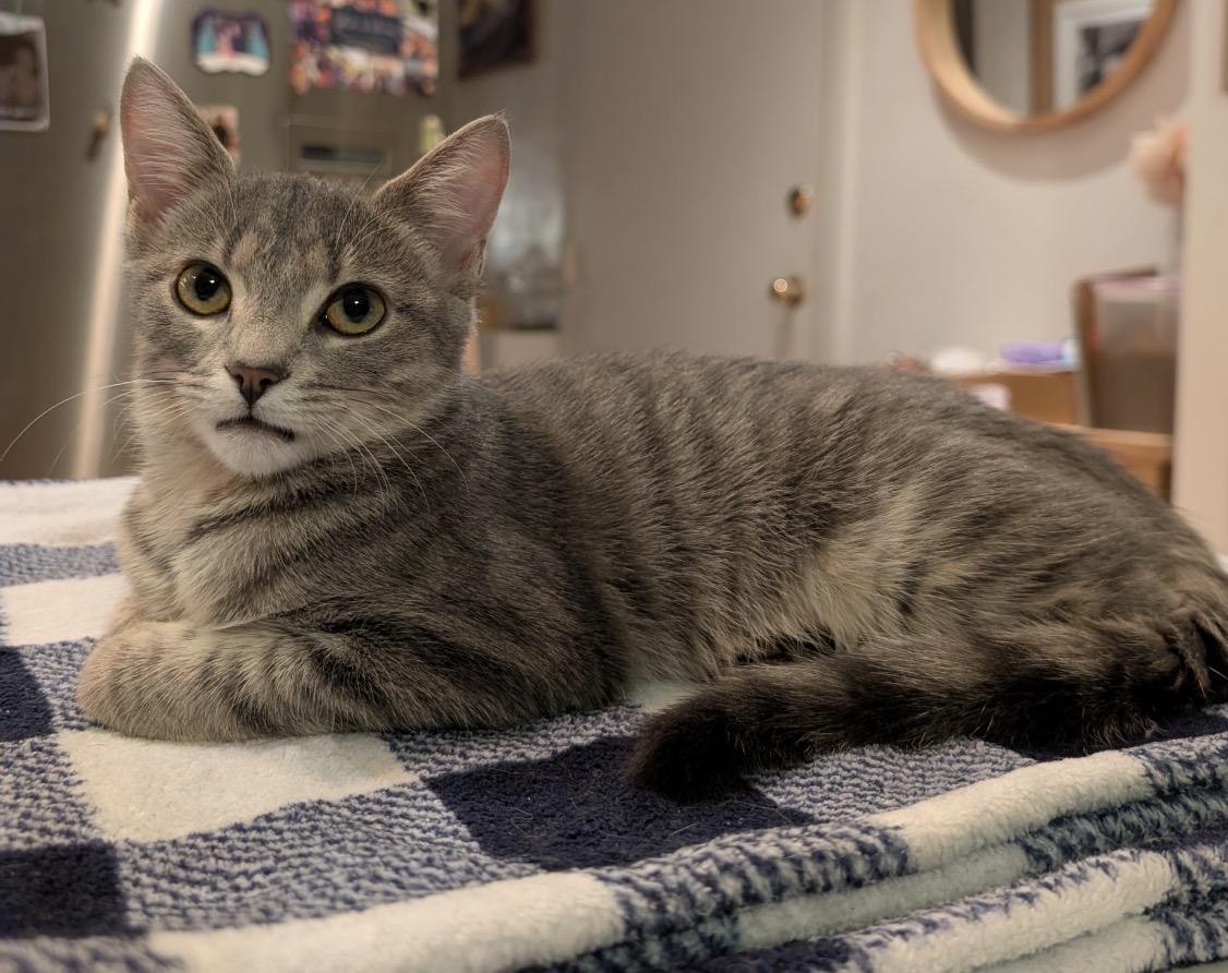 Enlarge C-Note & Hundy bonded pair), a Adoptable Domestic Short Hair in Alexandria, VA image 4/6