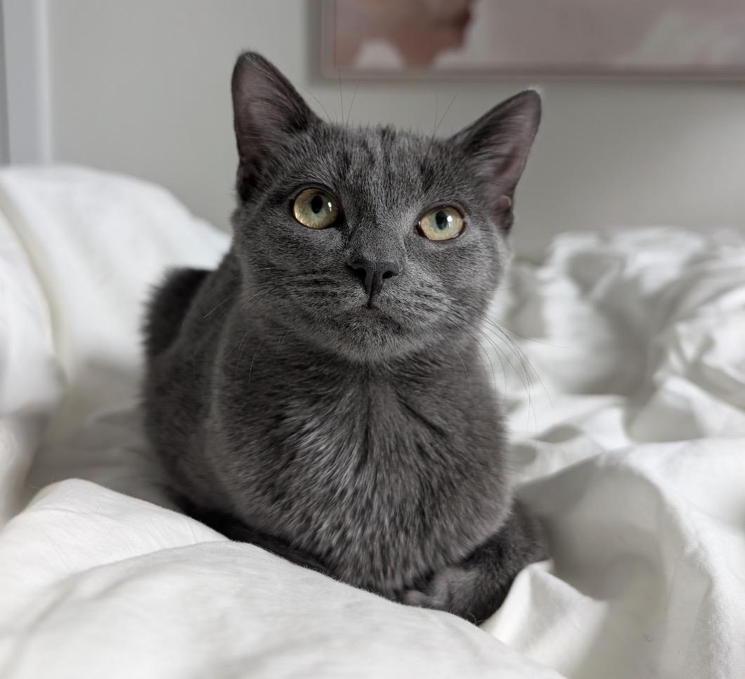 Enlarge C-Note & Hundy bonded pair), a Adoptable Domestic Short Hair in Alexandria, VA image 3/6