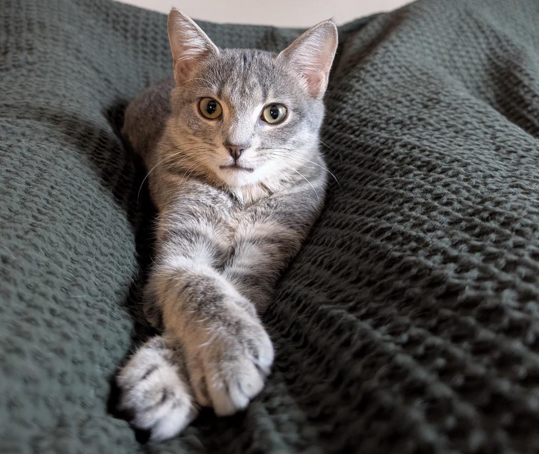 Enlarge C-Note & Hundy bonded pair), a Adoptable Domestic Short Hair in Alexandria, VA image 6/6