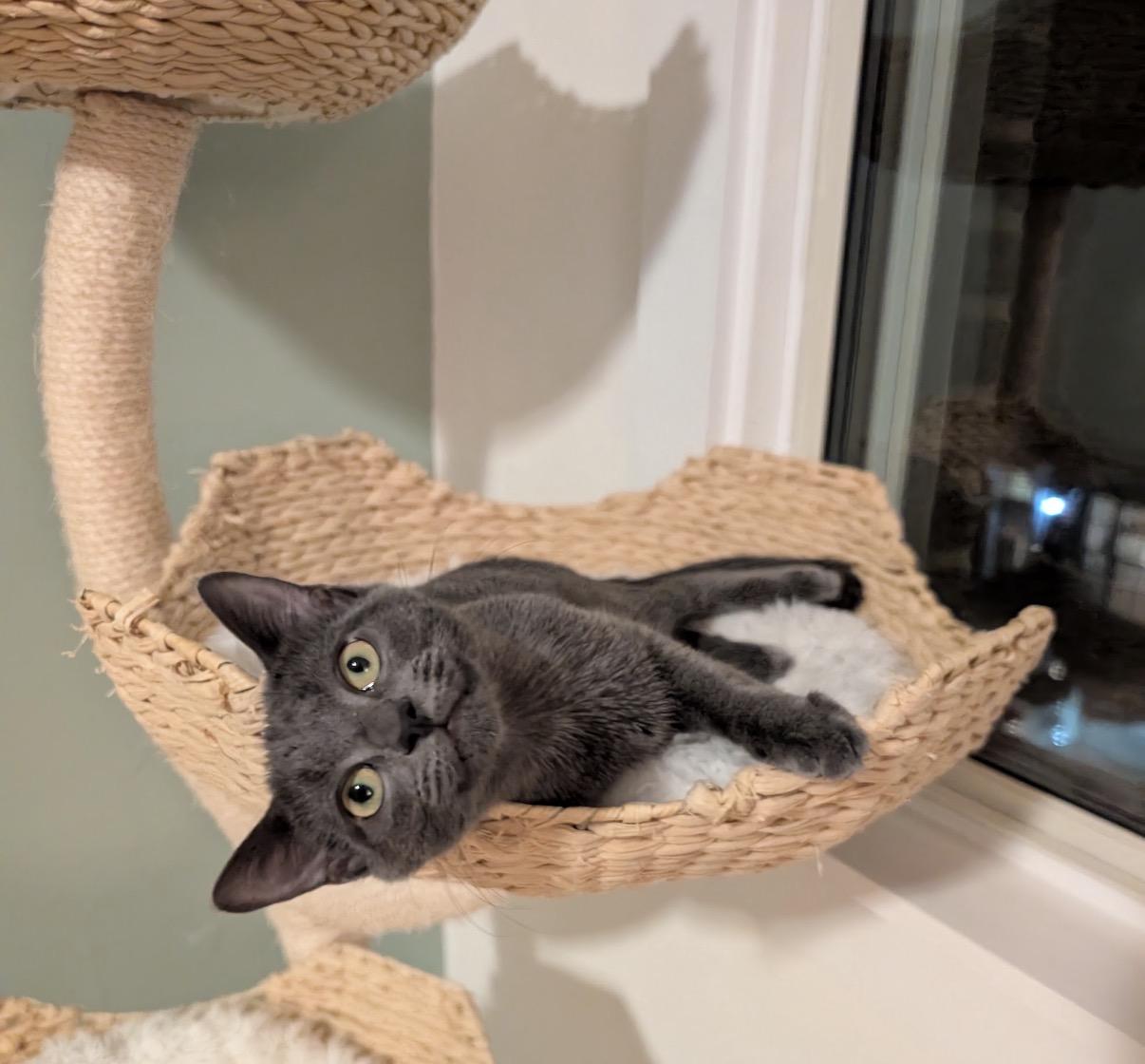 Enlarge C-Note & Hundy bonded pair), a Adoptable Domestic Short Hair in Alexandria, VA image 5/6