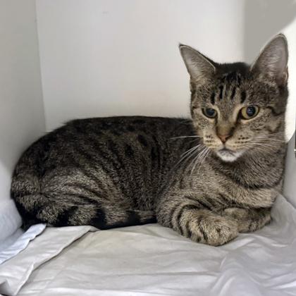 Chanterelle, Adoptable, Adult Female Domestic Short Hair & Domestic Short Hair.