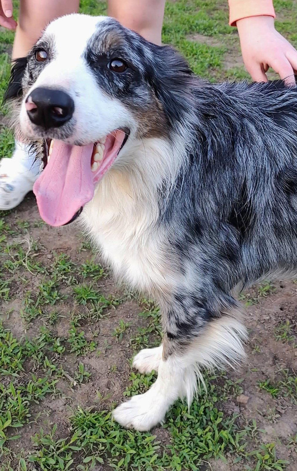 Copper, Adoptable, Adult Male Border Collie.