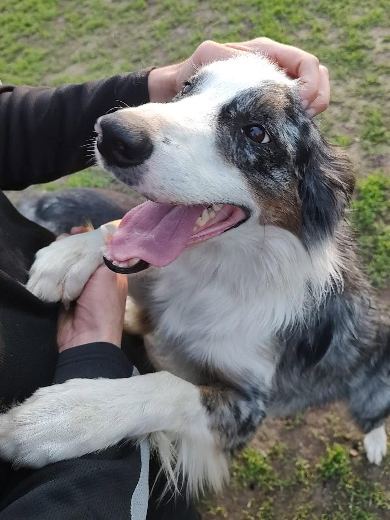 Copper, a Adoptable Border Collie in Kansas City, MO image 2/3