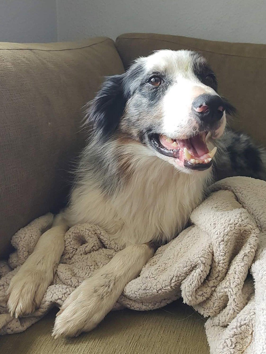 Copper, Adoptable, Adult Male Border Collie.
