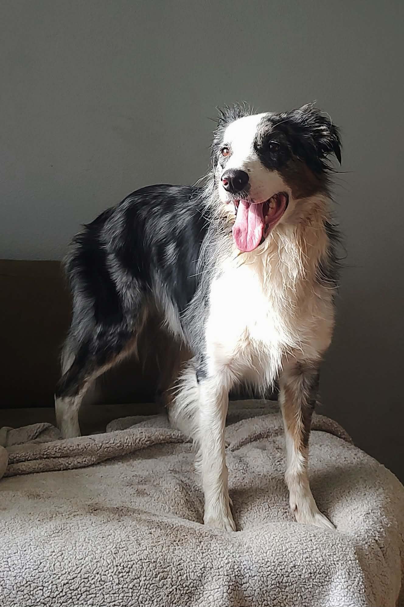 Enlarge Copper, a Adoptable Border Collie in Kansas City, MO image 2/3