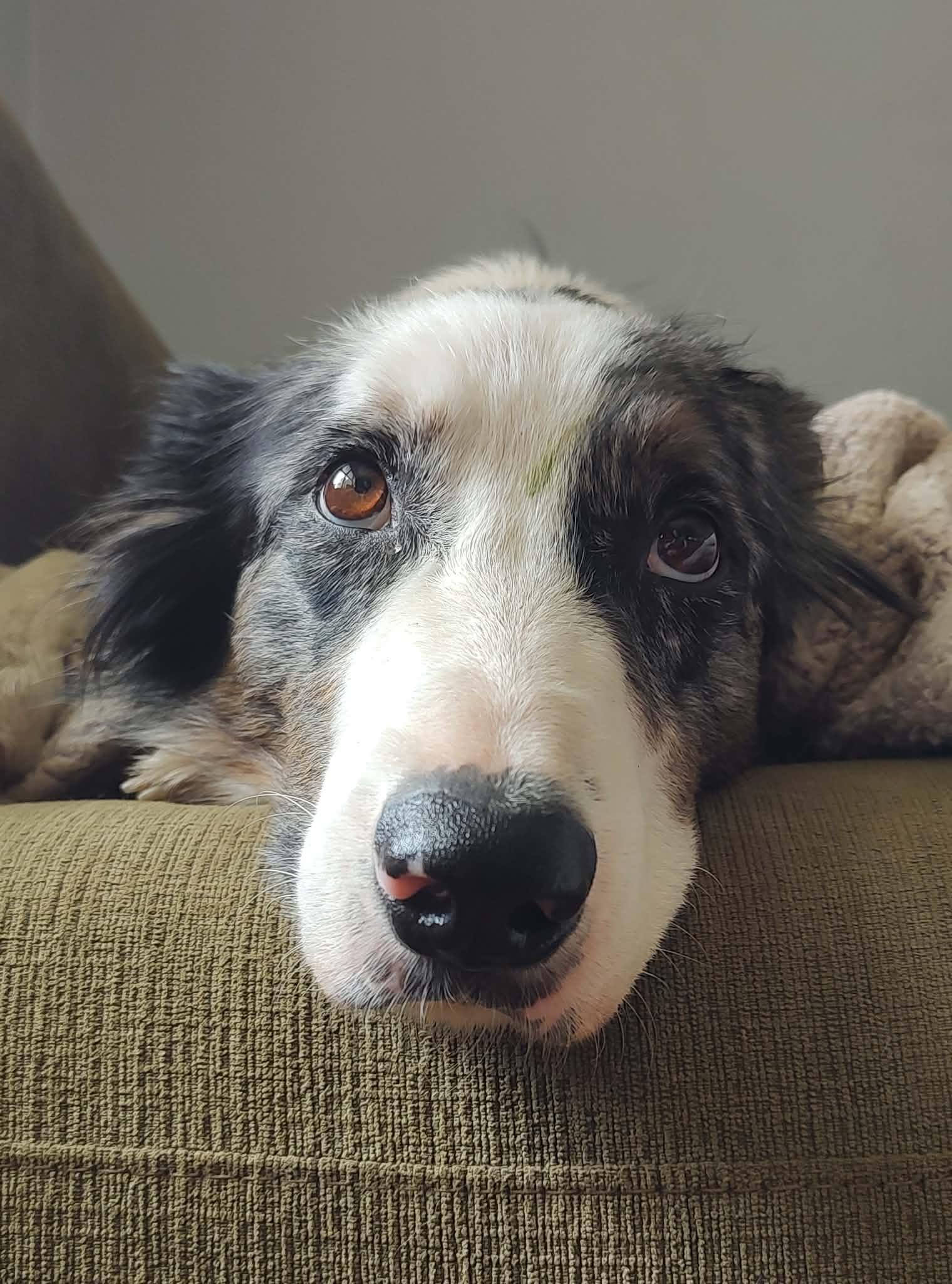 Enlarge Copper, a Adoptable Border Collie in Kansas City, MO image 3/3