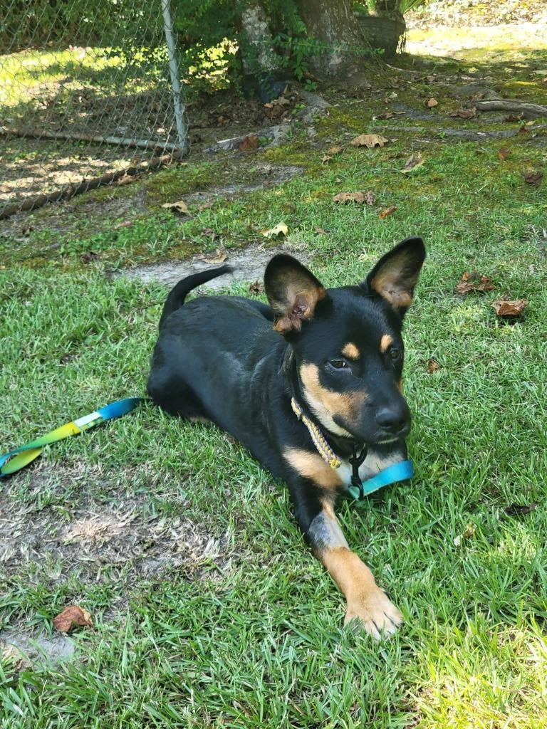 Enlarge Martin, a Adoptable mixed breed in Fond Du Lac, WI image 1/6