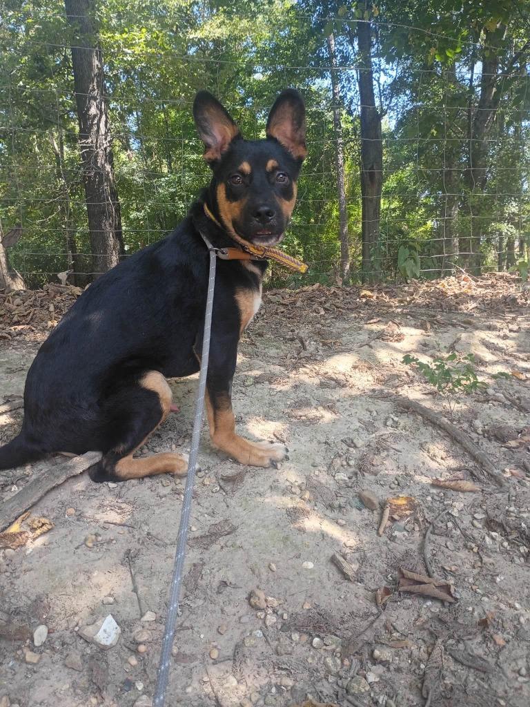 Enlarge Martin, a Adoptable mixed breed in Fond Du Lac, WI image 2/6