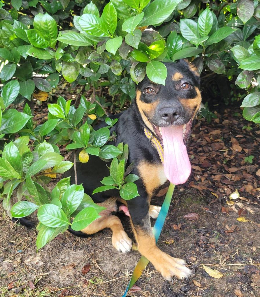 Enlarge Martin, a Adoptable mixed breed in Fond Du Lac, WI image 3/6