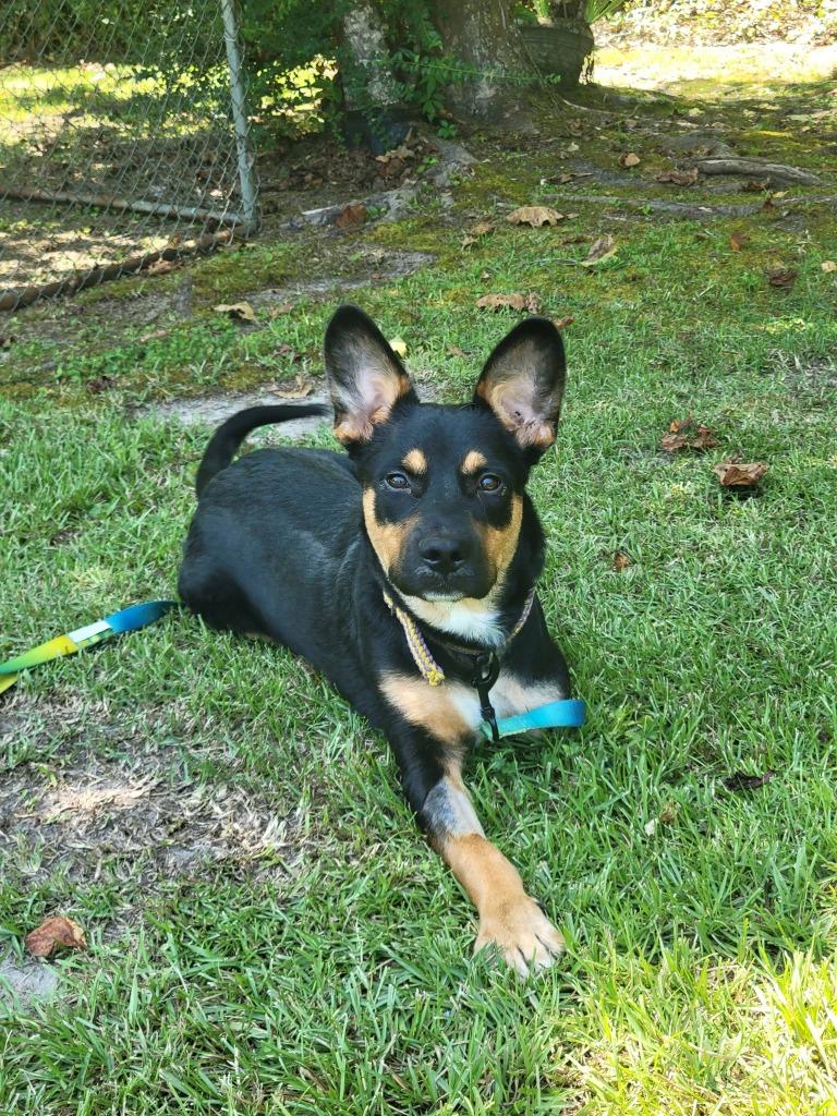 Enlarge Martin, a Adoptable mixed breed in Fond Du Lac, WI image 4/6