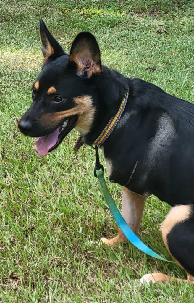 Enlarge Martin, a Adoptable mixed breed in Fond Du Lac, WI image 5/6