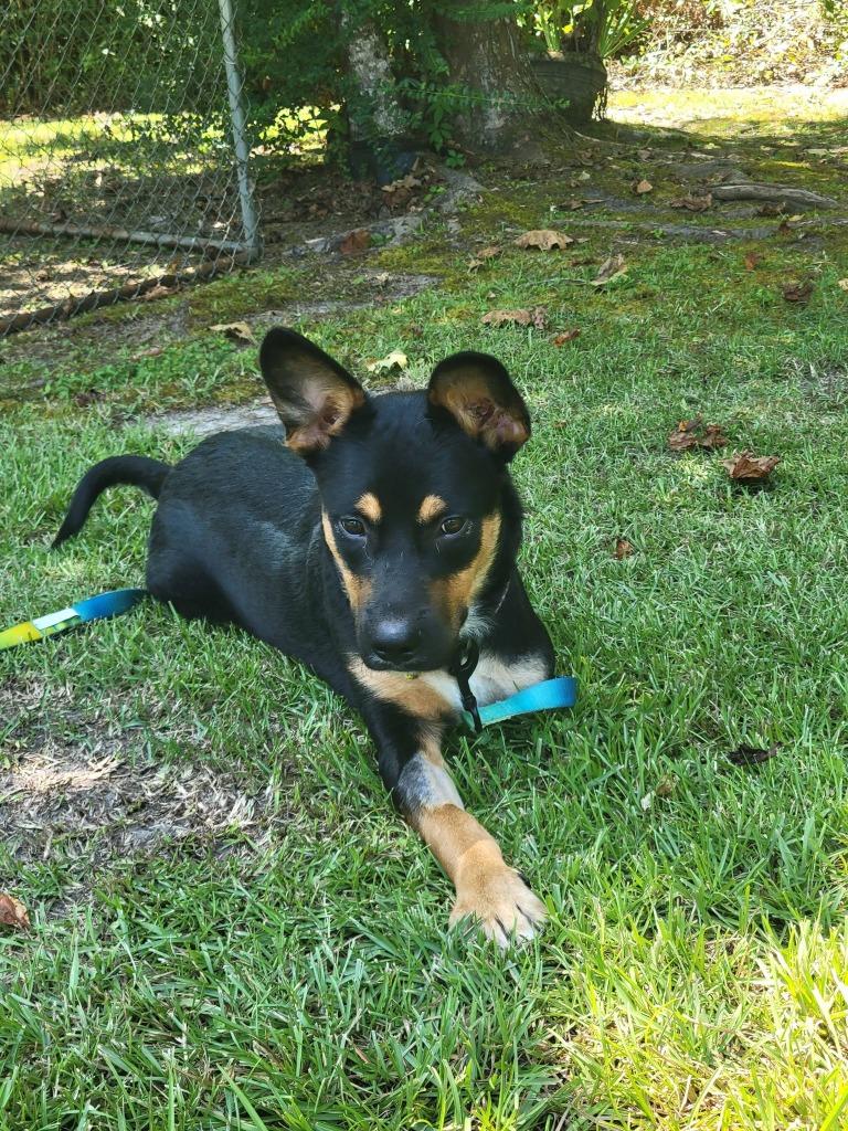 Enlarge Martin, a Adoptable mixed breed in Fond Du Lac, WI image 6/6