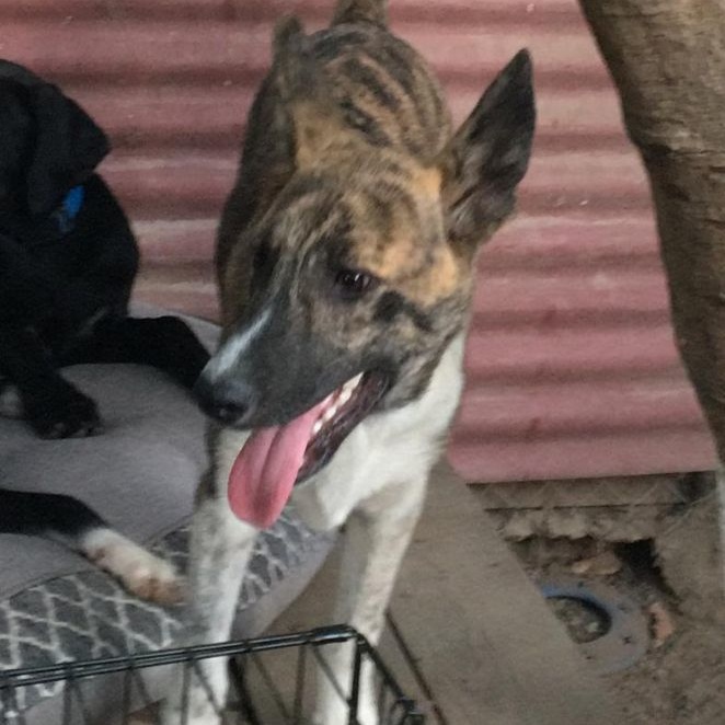 Lorenzo, a Adoptable mixed breed in Las Jarretaderas, NAY image 5/6