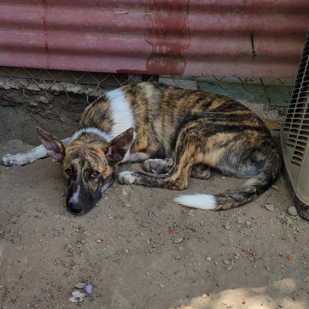 Lorenzo, a Adoptable mixed breed in Las Jarretaderas, NAY image 6/6