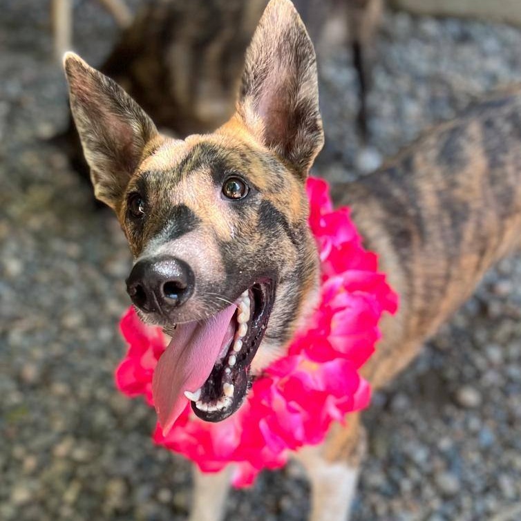 Lorenzo, Adoptable, Adult Male Mixed Breed.