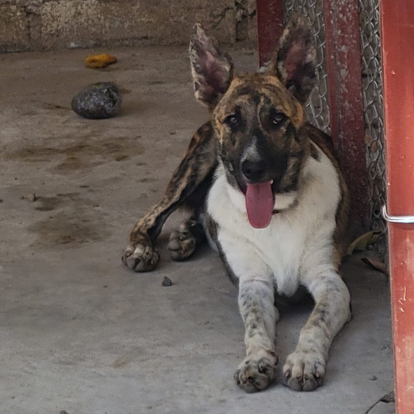 Lorenzo, a Adoptable mixed breed in Las Jarretaderas, NAY image 4/6