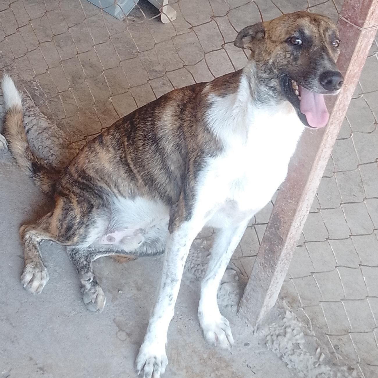 Lorenzo, an adoptable Mixed Breed in Las Jarretaderas, NAY, 63735 | Photo Image 1