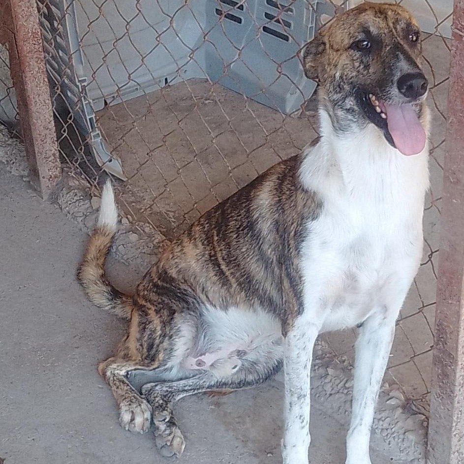 Lorenzo, an adoptable Mixed Breed in Las Jarretaderas, NAY, 63735 | Photo Image 4